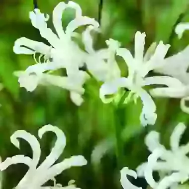 Bowdenii Like a Virgin